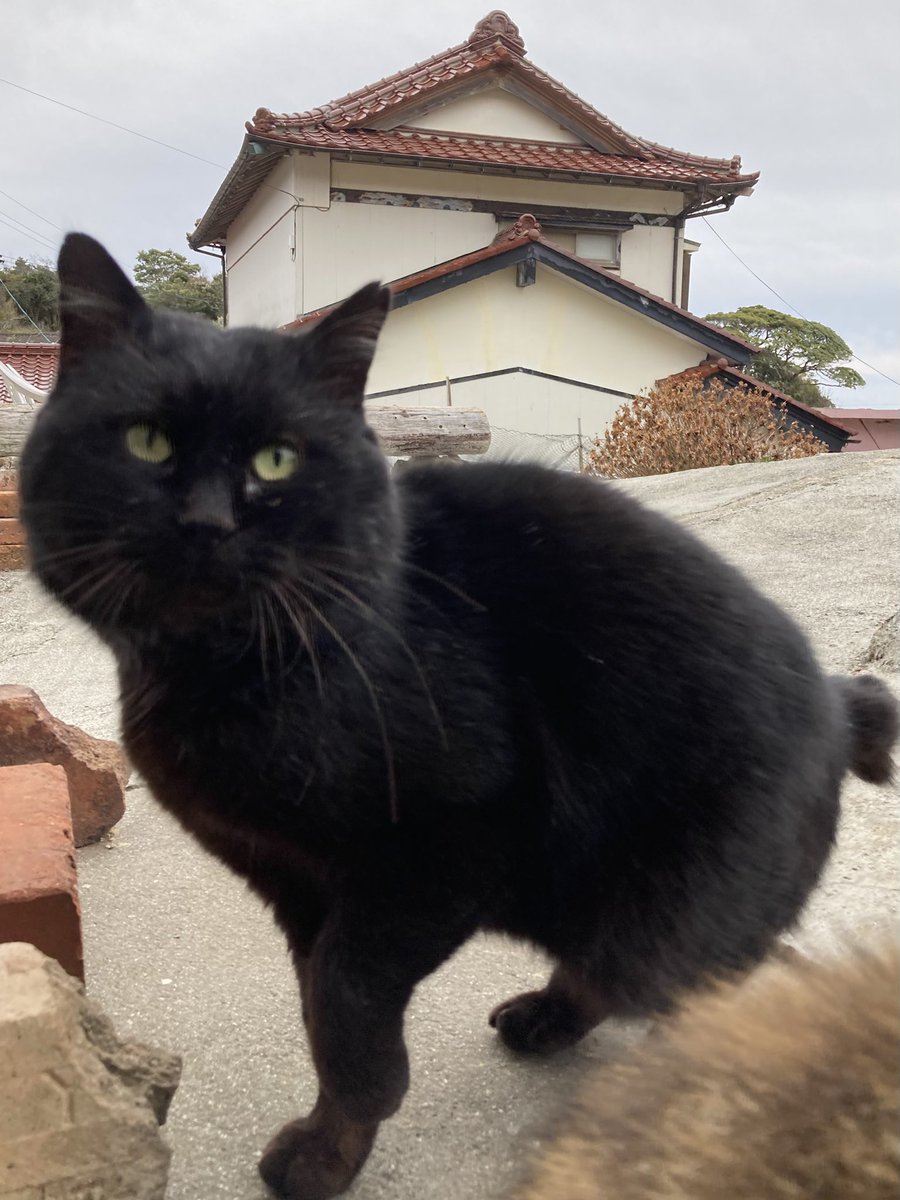こちらもどうぞ😸 #田代島クロネコ堂 #猫島 #CatsOfX #cats #cat
