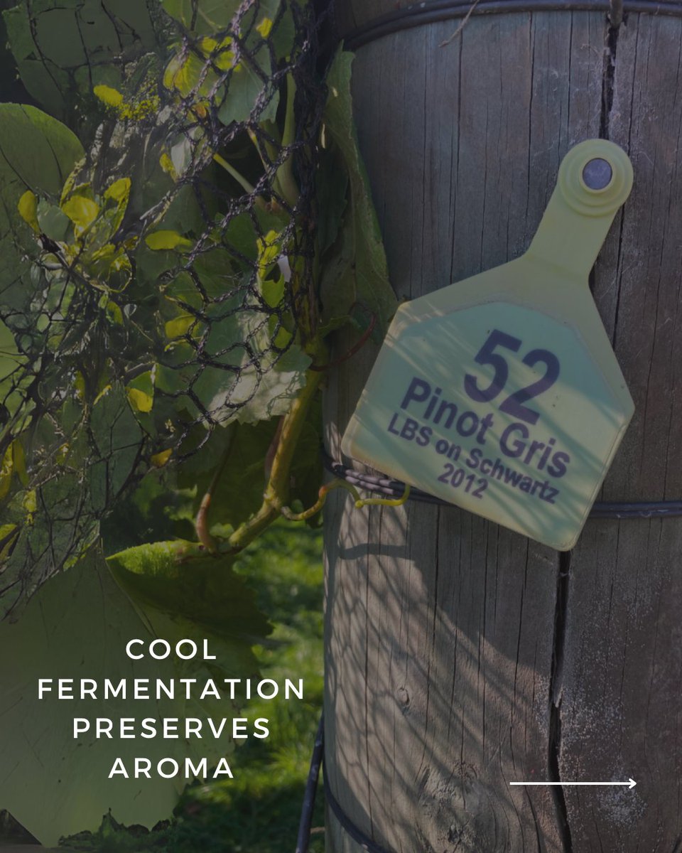 The Elder Pinot tweet media