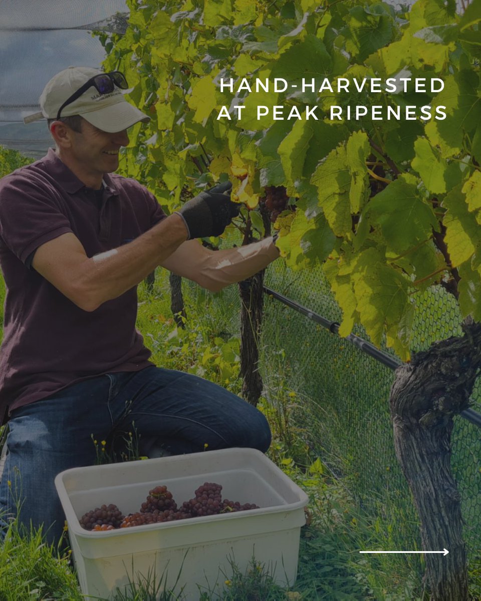 The Elder Pinot tweet media