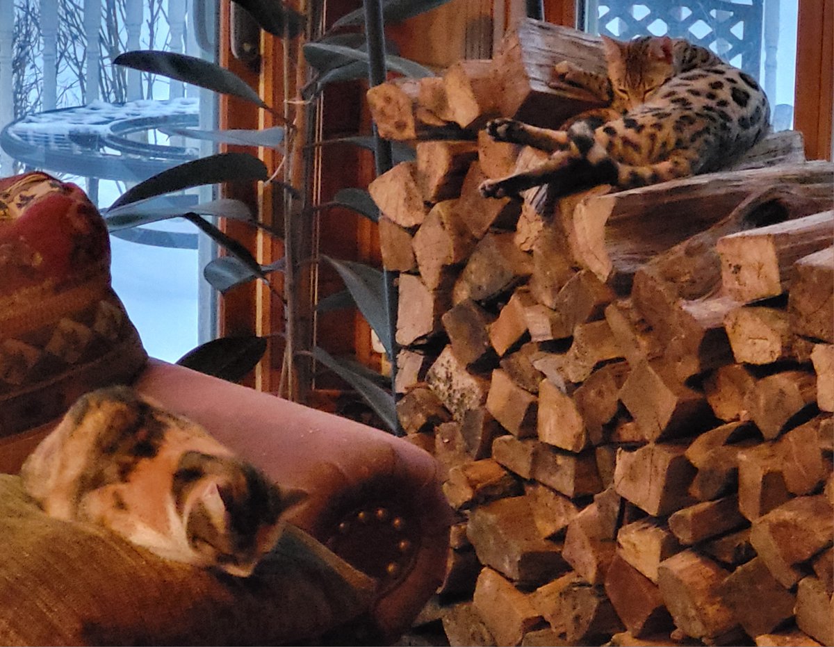 Stimpy and Chester have already staked out their spots by the wood stove ahead of tomorrow's -30° wind chill.  Unfortunately for Chester, he's napping on the fuel.
