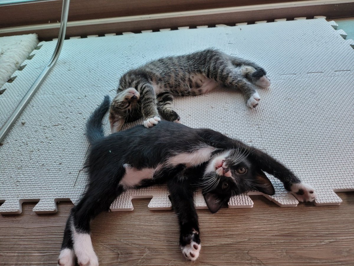 아기 고양이들 이 자세 많이들 하더라
귀여운 건 알아가지구(흐뭇