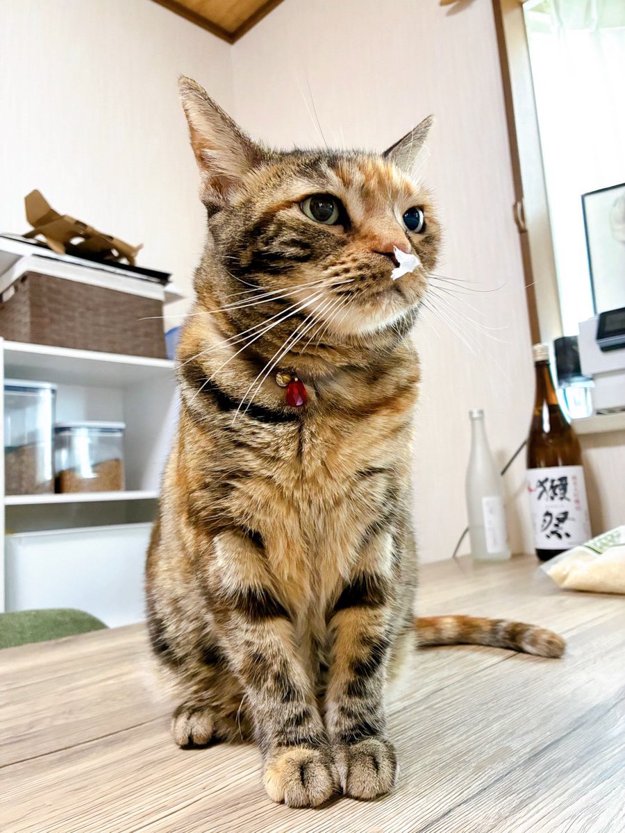 澄ました顔でティッシュ付けとる。