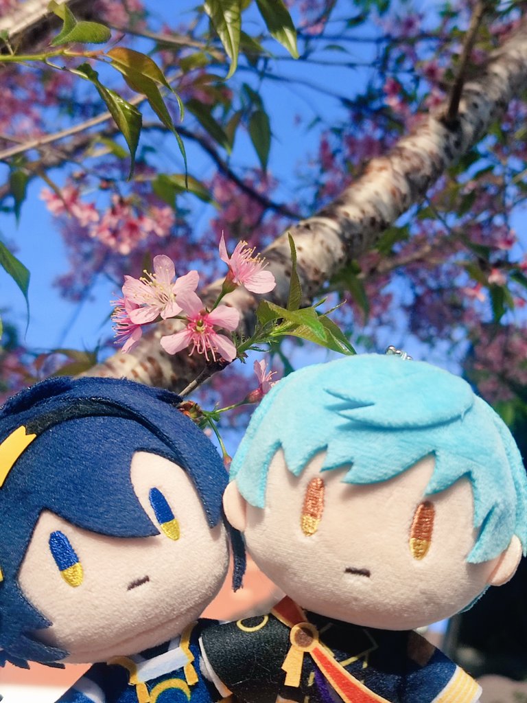 jayindigo_'s tweet photo. 🌸 https://t.co/QfDegU41X0