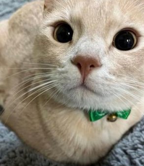 HeartInMA's tweet image. 早朝の買い物 👱‍♀️