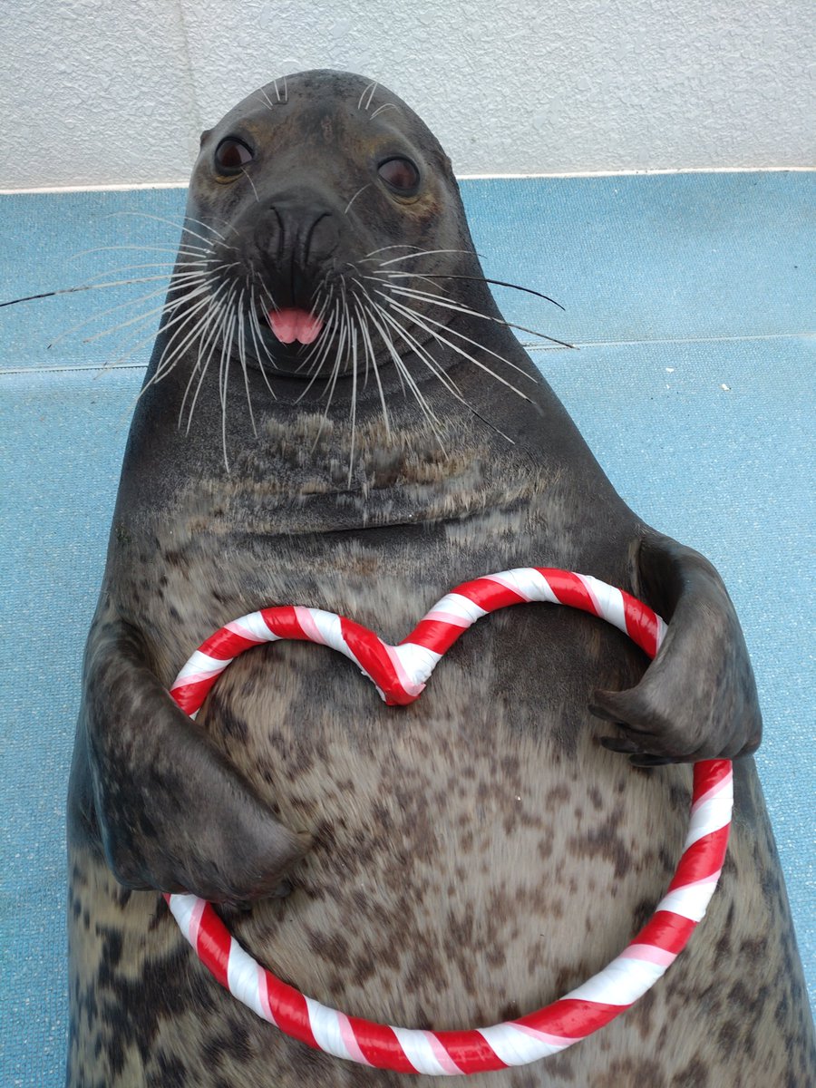 本日2/9は 9のつく日ということで、ゴマフアザラシのキューより、ハート♡をお届けいたしまーす‼

#ゴマフアザラシ 
#キュー
#9の日
#ハート
#のとじまバレンタイン
#バレンタインフォト
#フォトブース
#石川県
#七尾市
#能登島
#観光
#水族館
#のとじま水族館