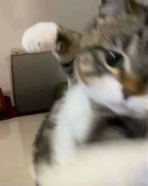 モモカ tweet media