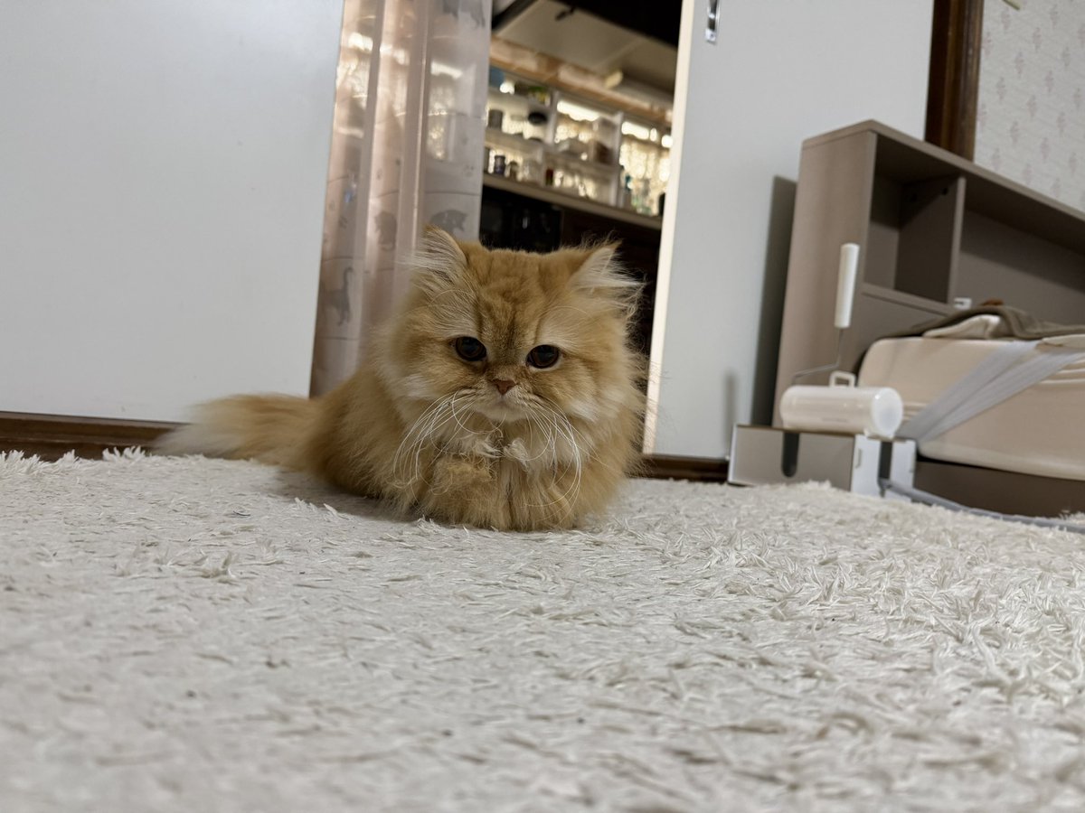 おはようございまーす☀️ 寝起き美桜ちゃん #猫好きさんと繋がりたい