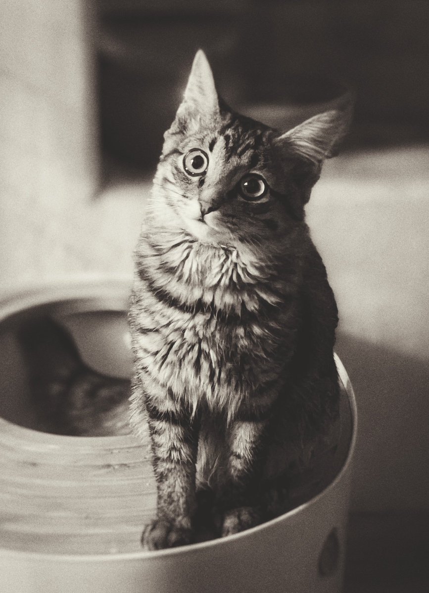 PetrichorRAS's tweet image. Good evening, and Happy Friday!

Day 76: Kitten Growth Pic 📸