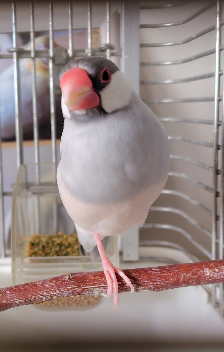 足長しおちゃんはフラミンゴ感マシマシです！
#文鳥　#鳥好き