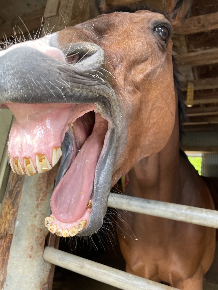 選挙が近くなるとSNS上では様々な言説が流れ、見ていると少し疲れてしまうこともあるかと思います。

そんな時は可愛いお馬さん達でも眺めてはいかがでしょうか。