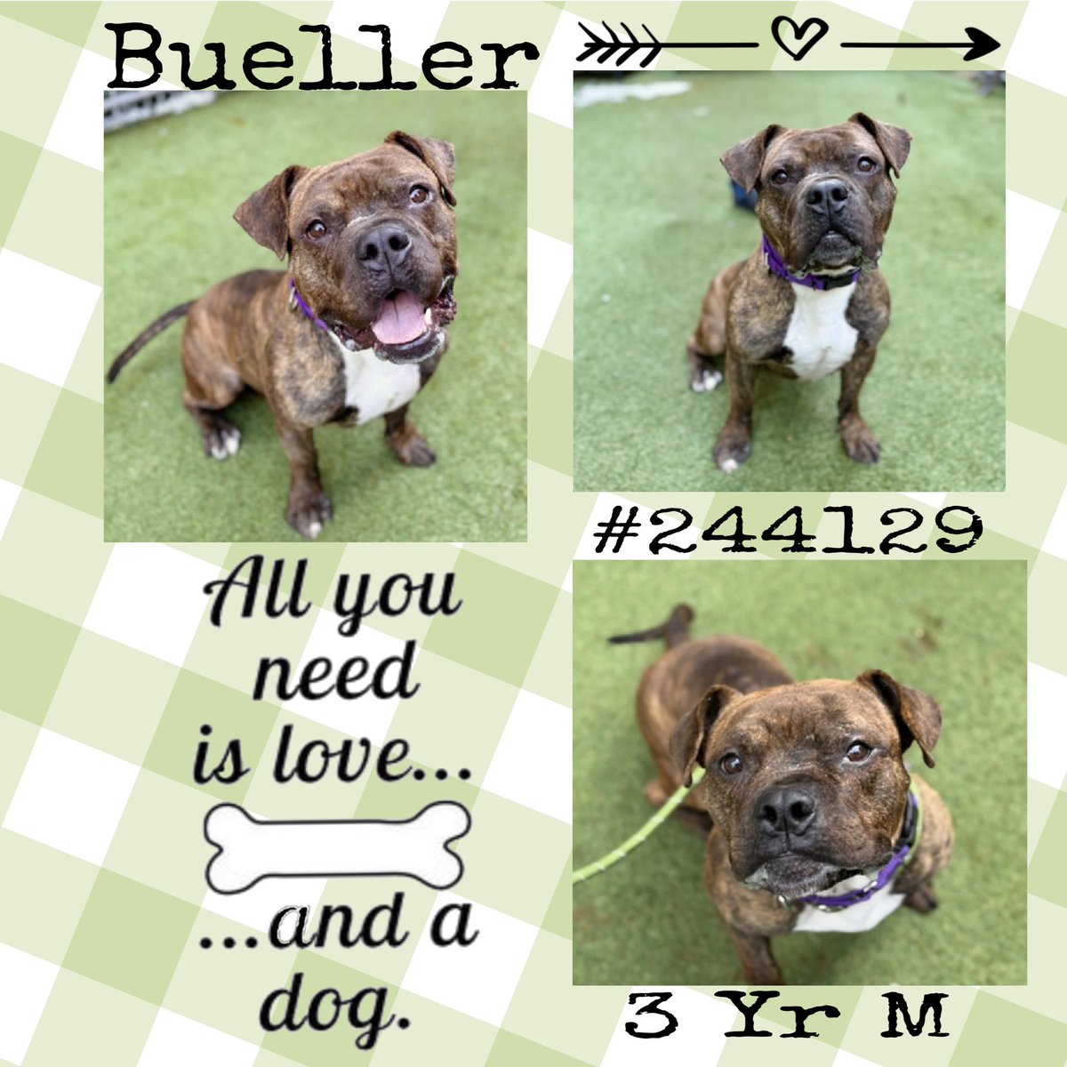 Quinnqueens's tweet image. #BeMyValentine
#FridayFirstClass
➰Bueller #244129➰
#ManhattanACC 3 Yr M
Curious boy, who shines when given the time 4 him to adjust to new surroundings/people. 🏡 w/no very tiny humans &amp;amp; best as solo pet. With patience/love, he thrives #AdoptMe #Foster
nycacc.app/browse/244129