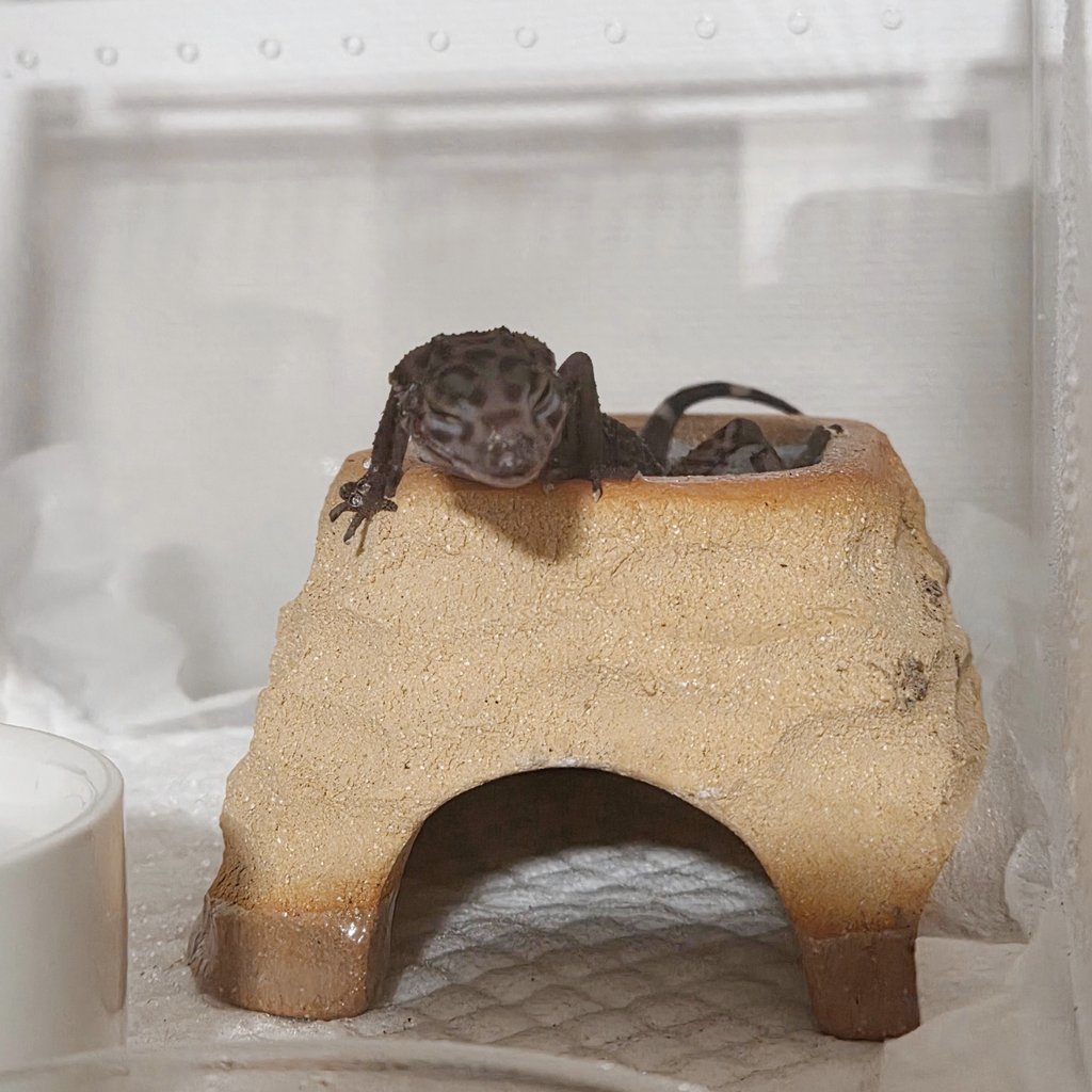 夜明行ってしまいました。
言葉にしてしまうとやっぱり悲しいな
ずっと私の女王様