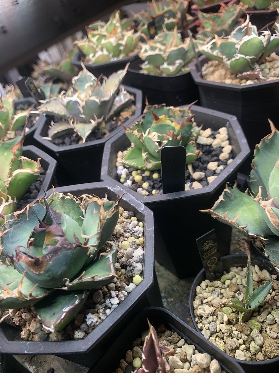 グッド多肉（goodtaniku） (@xiejunxian6990) / Posts / X