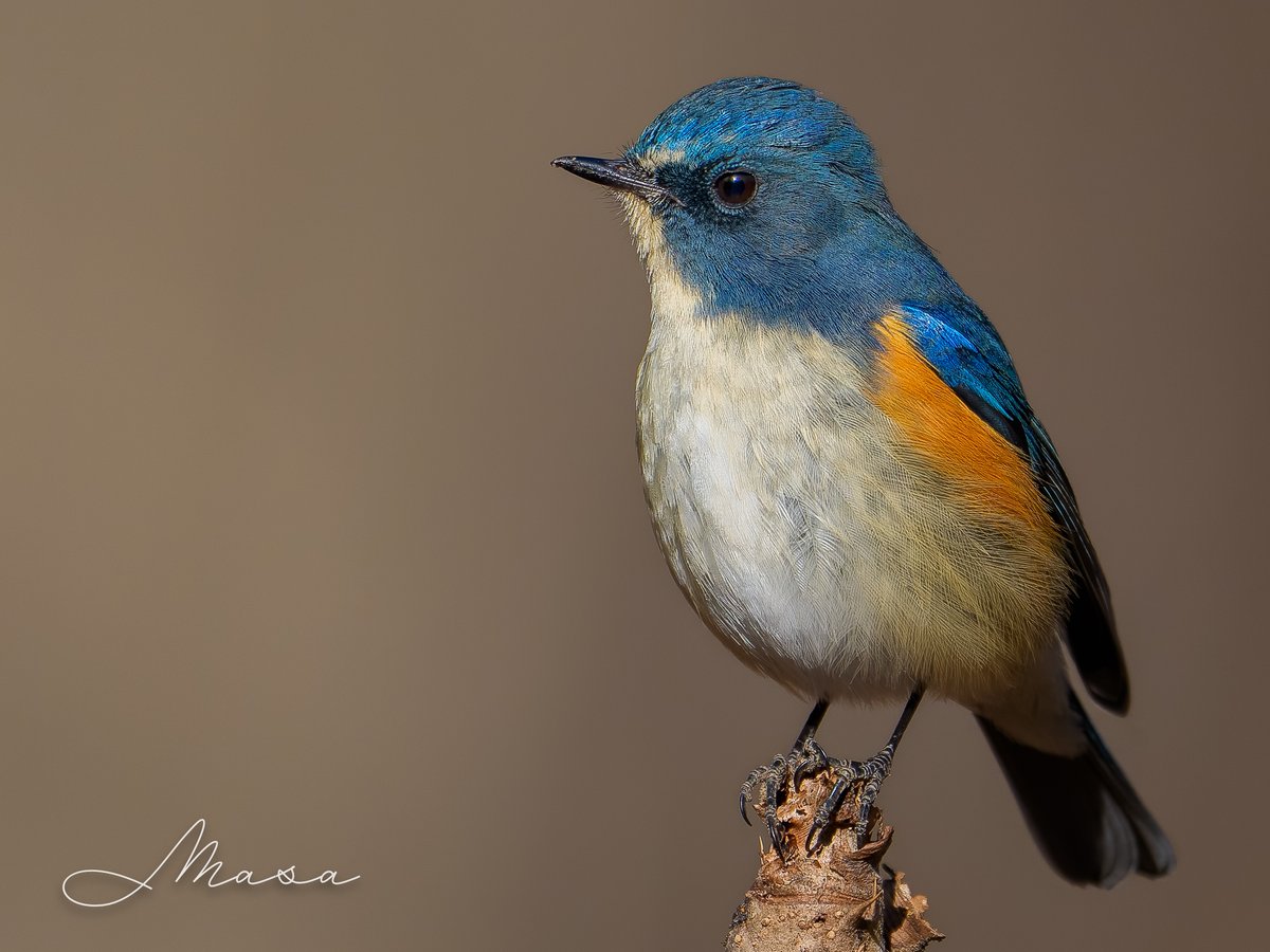 幸せの青い鳥さん🩵 過去イチを更新した気がする☺️