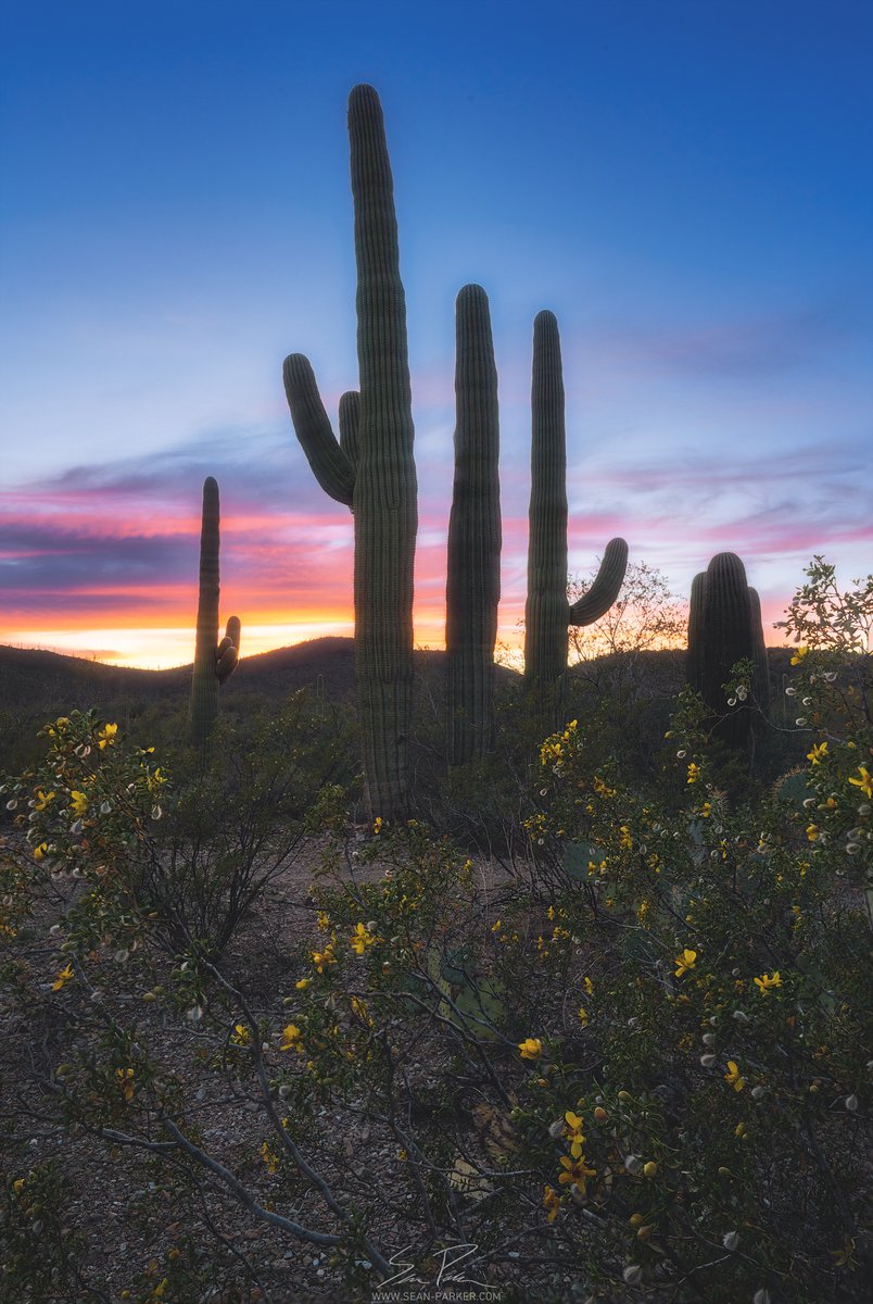 Some photos from tonight's sunset out in the desert! #tucson #arizona #wildflowers