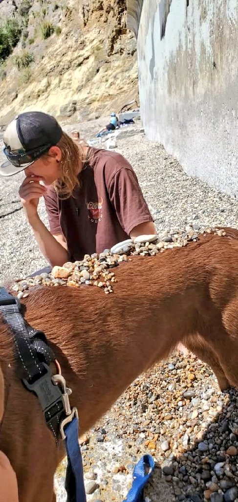 Cali_Sass_'s tweet photo. @Bruadarach_labs Because it's impossible for them to not try to irritate each other. 2 seconds after this was taken the rocks went flying and ended up all over the human monster. https://t.co/XQN6jhVPH2