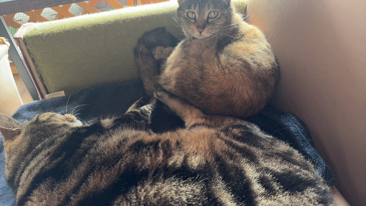 にゃり🐈 (@reme_612) / Posts / X