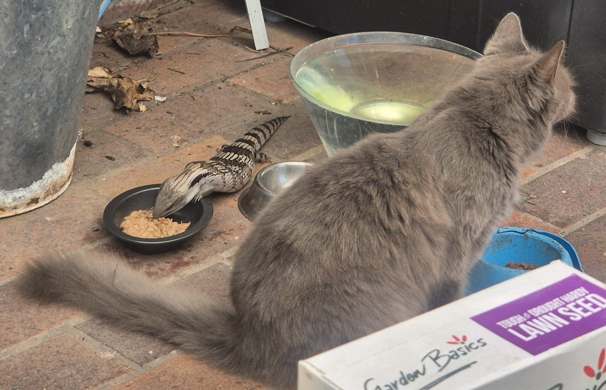 My cat pretending not to notice the blue tongue lizard eating his left over food
