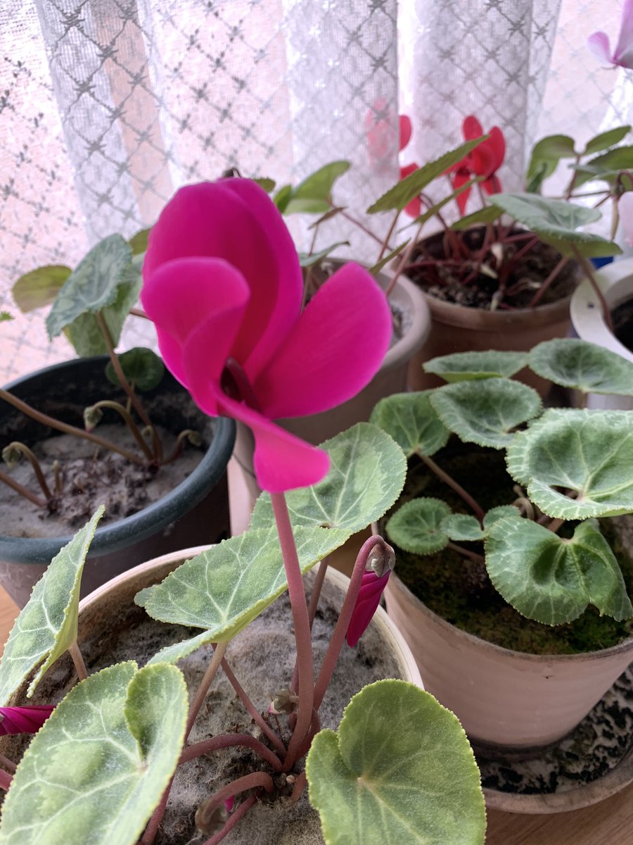 シクラメン、今年も越夏成功して咲き始めました🙂‍↕️ 20何年モノも