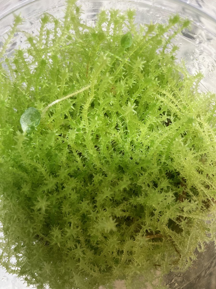 yasu19671009's tweet photo. 今度こそ咲くんかな🤔
#Corybas
#carinatus https://t.co/1c7w3bwVYe