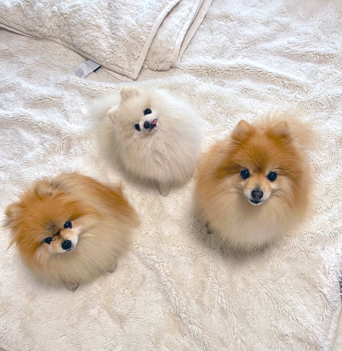 ぽめくらし🐾(3匹) (@ak1toPome) / Posts / X