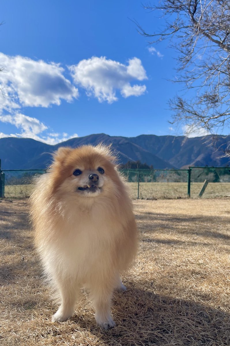 ぽめくらし🐾(3匹) (@ak1toPome) / Posts / X