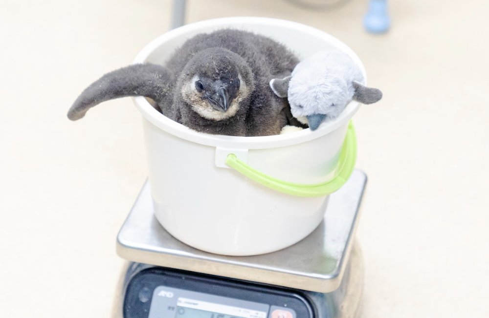 ペンギンたろう (@bRGjgE0srUMSHNN) / Posts / X