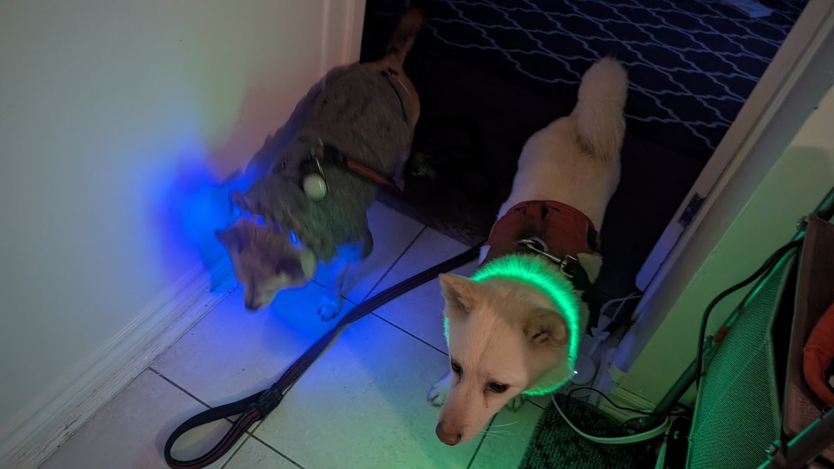 Jaspermonkey1's tweet photo. Woof https://t.co/SzpJSvLuKt