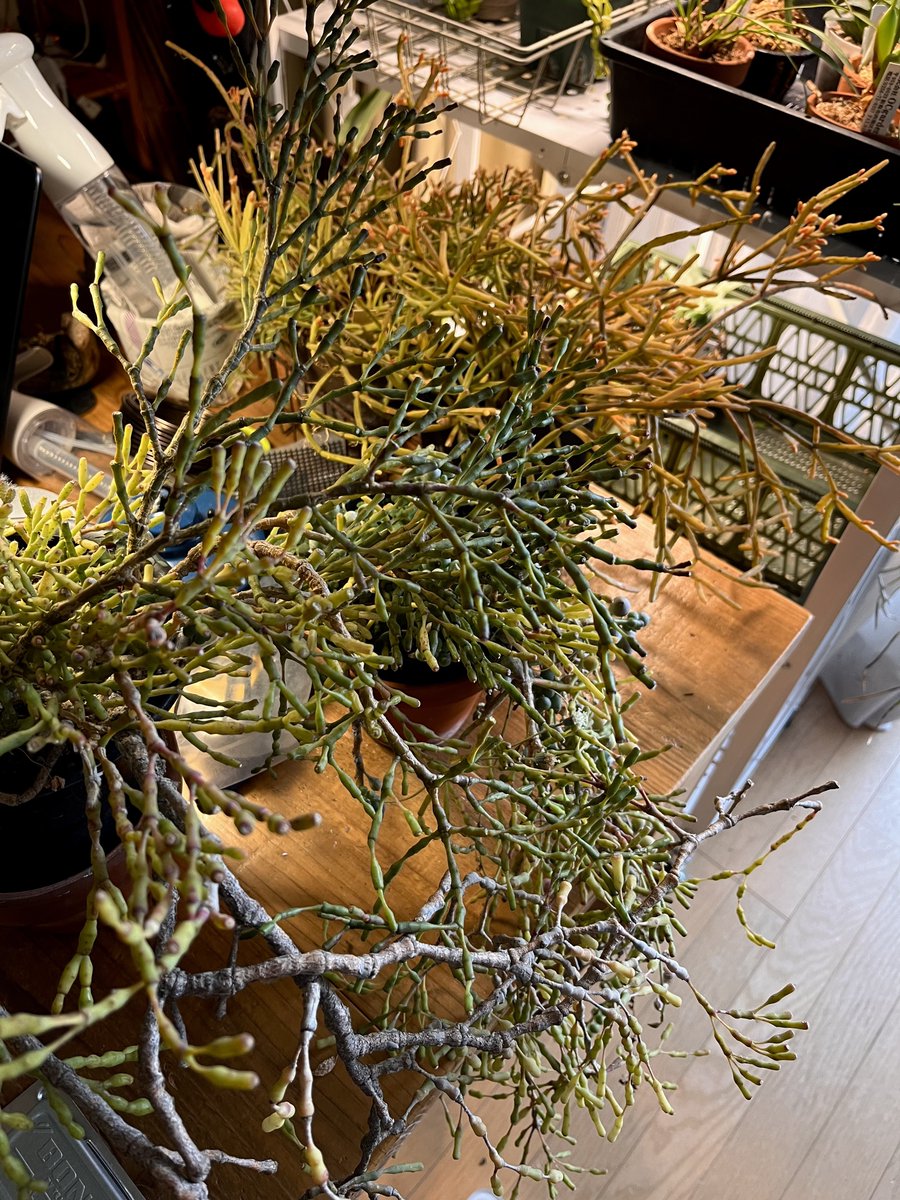 botanicalLife's tweet photo. もうちらほら来てるね☃️

吹き込んでくるタイプなので、ビニール内におさめられないハティリプだけ中に入れたわモサモサしい… https://t.co/CLnQ0xxgxN