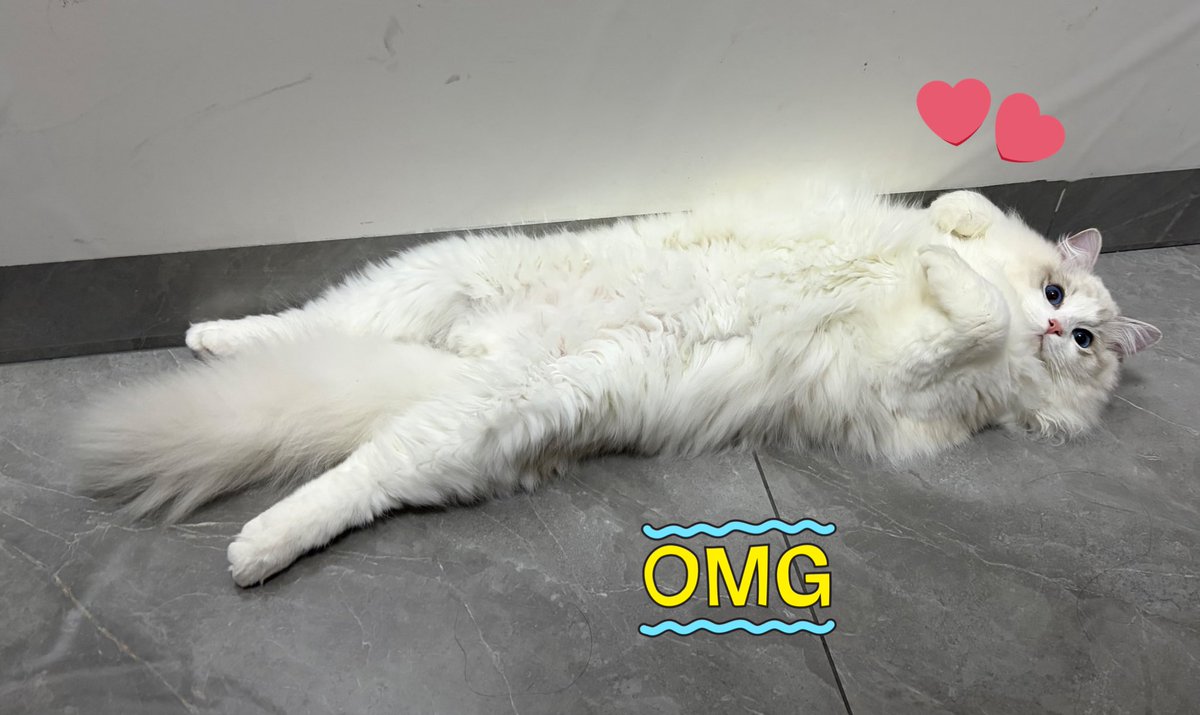 恶魔喵🐾 tweet media