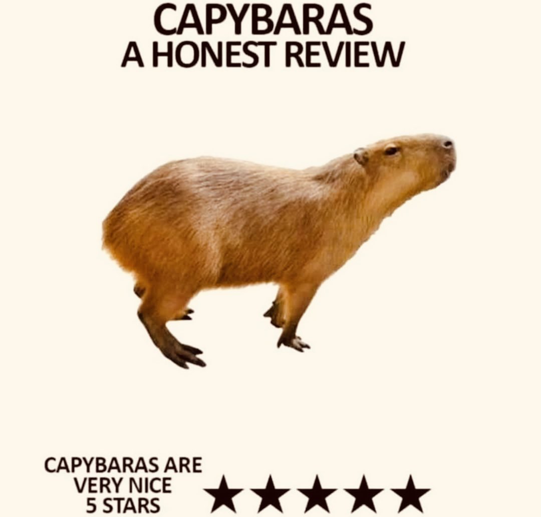 Capybara Mafia Community (@Capybara_mafia) / Posts / X
