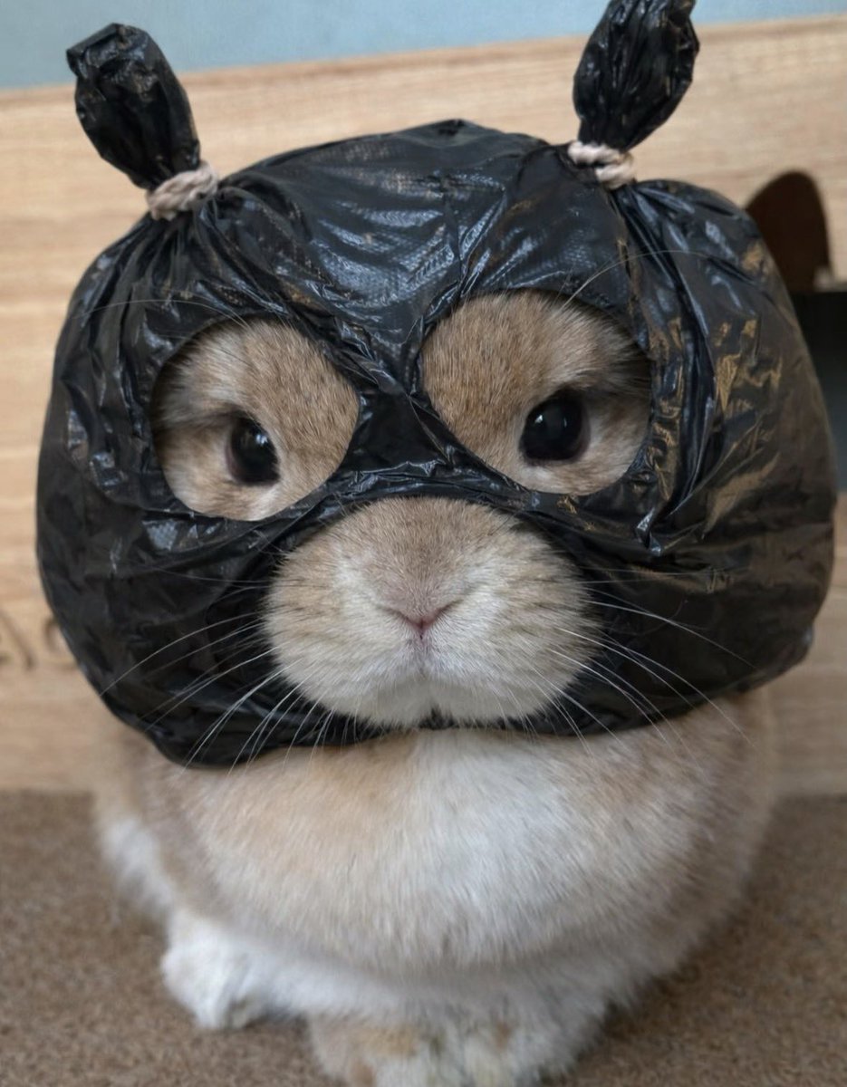 💖 (@twaniimals) on Twitter photo 