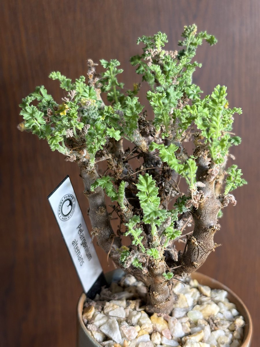 miyaki520415's tweet photo. Pelargonium alternans
やっと水やりタイミング分かってきたかも🌱 https://t.co/1DvuYygNbE