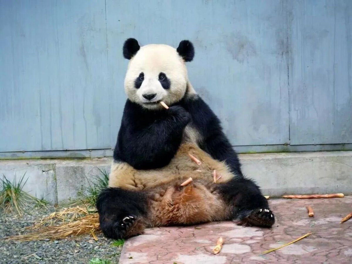 シャンシャンの家 (@NanSenko78281) / Posts / X