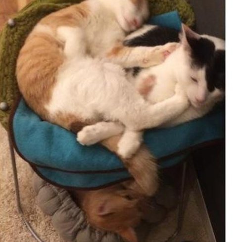 jujutaissy's tweet image. 目が難しい 🐹