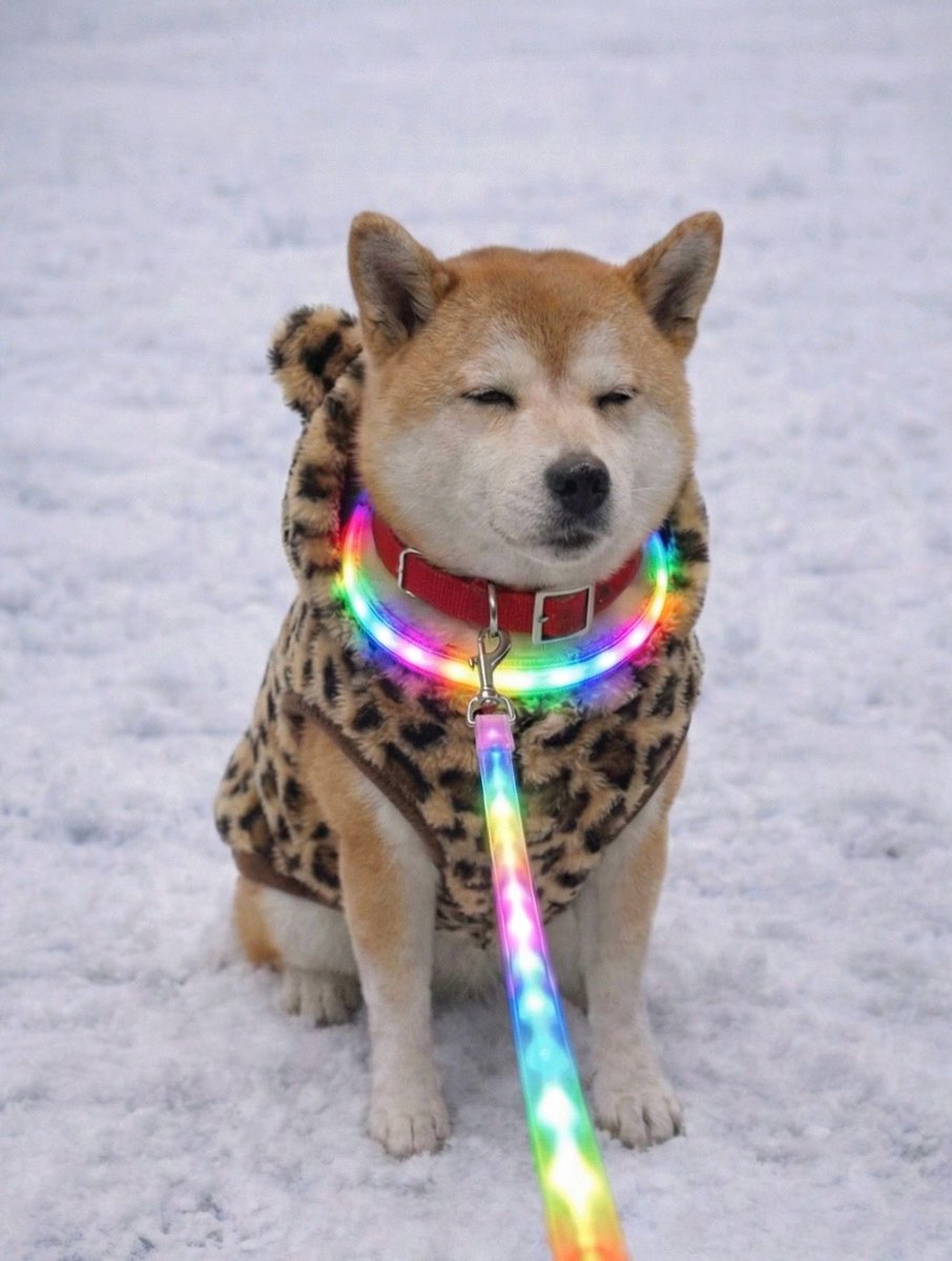 柴犬·͜·♡もも (@momonosekaiii) / Posts / X