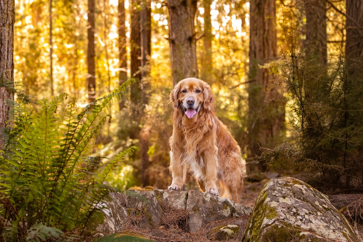 GillyTheGolden's tweet photo. Got my professional photos back. My humans wanted some lifetime memories of me so was happy to get my pose on #goldenretriever https://t.co/TFvid1MxKg