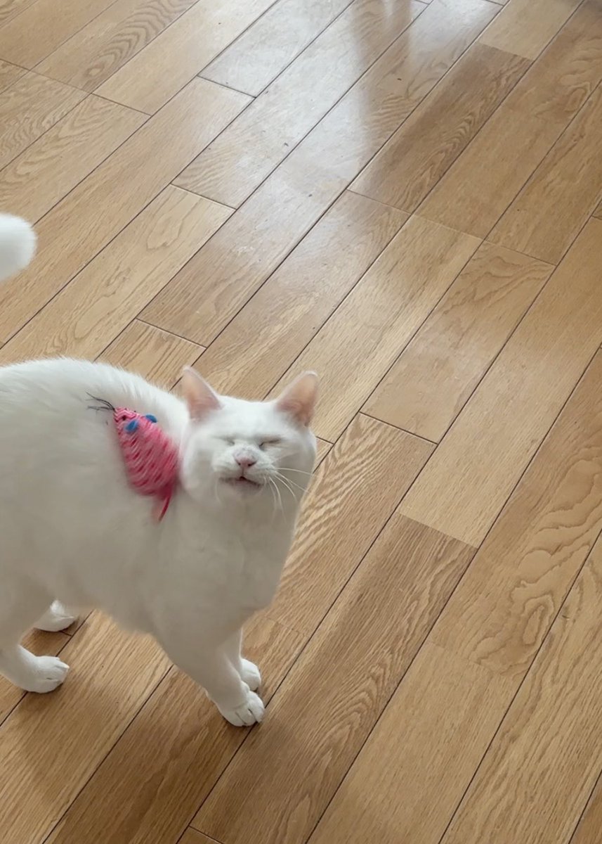 人間のコントロールが悪くてねずみのおもちゃが直撃してしまった時の顔が本当に可愛すぎるし本当にごめん