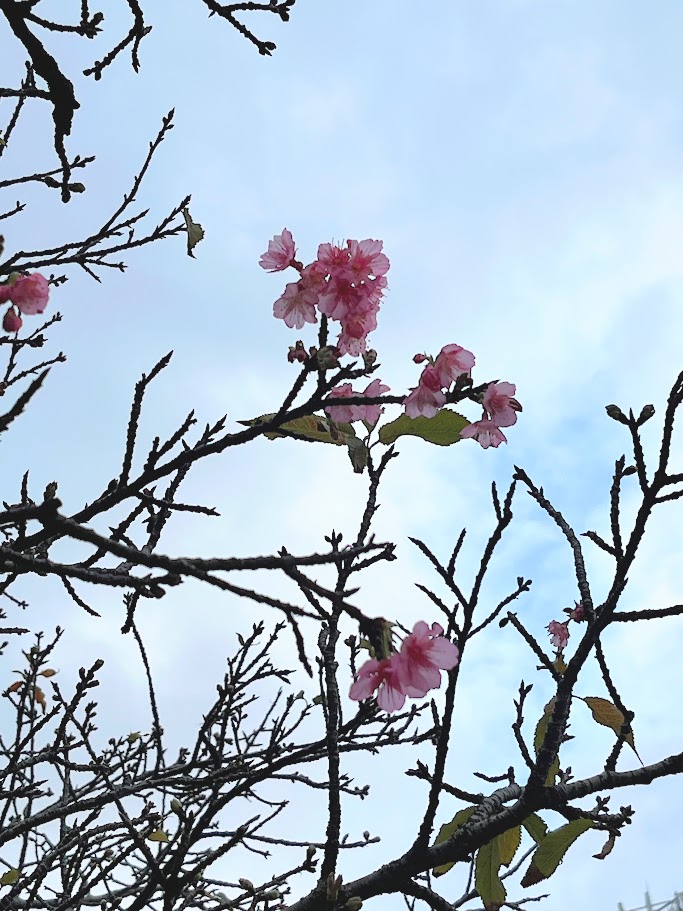 nahamachi's tweet photo. 沖縄で「開花宣言」が発表されてから2週間あまり･･･
ようやく、那覇でもチラホラと桜の花を見つけられるようになりました！

ぜひガイドと一緒にプチお花見してみませんか？？

詳細・ご予約は「那覇まちま～い」で検索！

＃那覇まちま～い
 #那覇市観光協会
 #那覇の桜 https://t.co/moKKqmtAyj