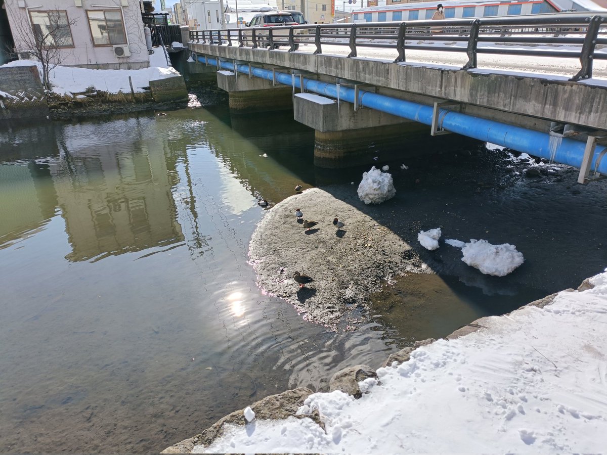 ymdhtt's tweet image. 蕎麦と日本酒を楽しんだあと、散歩がてら白鳥観察