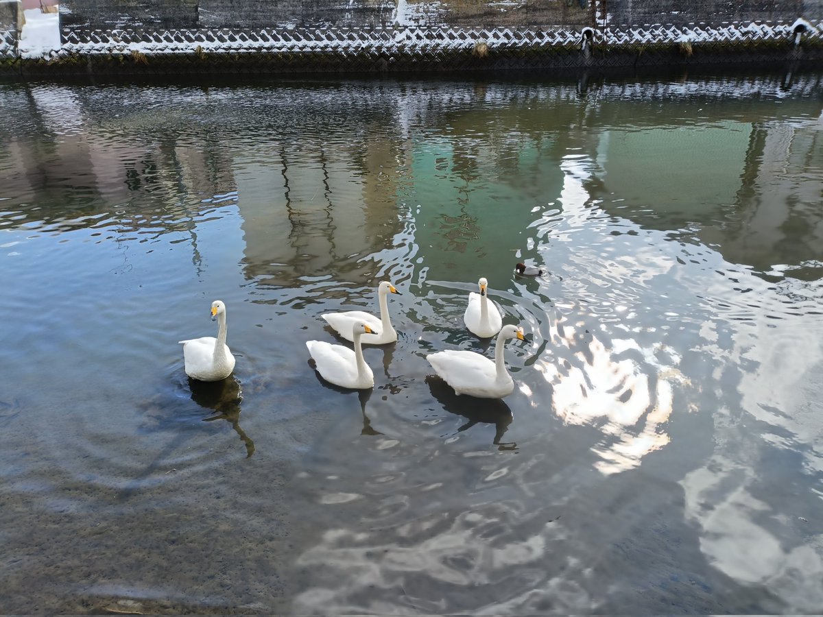 ymdhtt's tweet image. 蕎麦と日本酒を楽しんだあと、散歩がてら白鳥観察