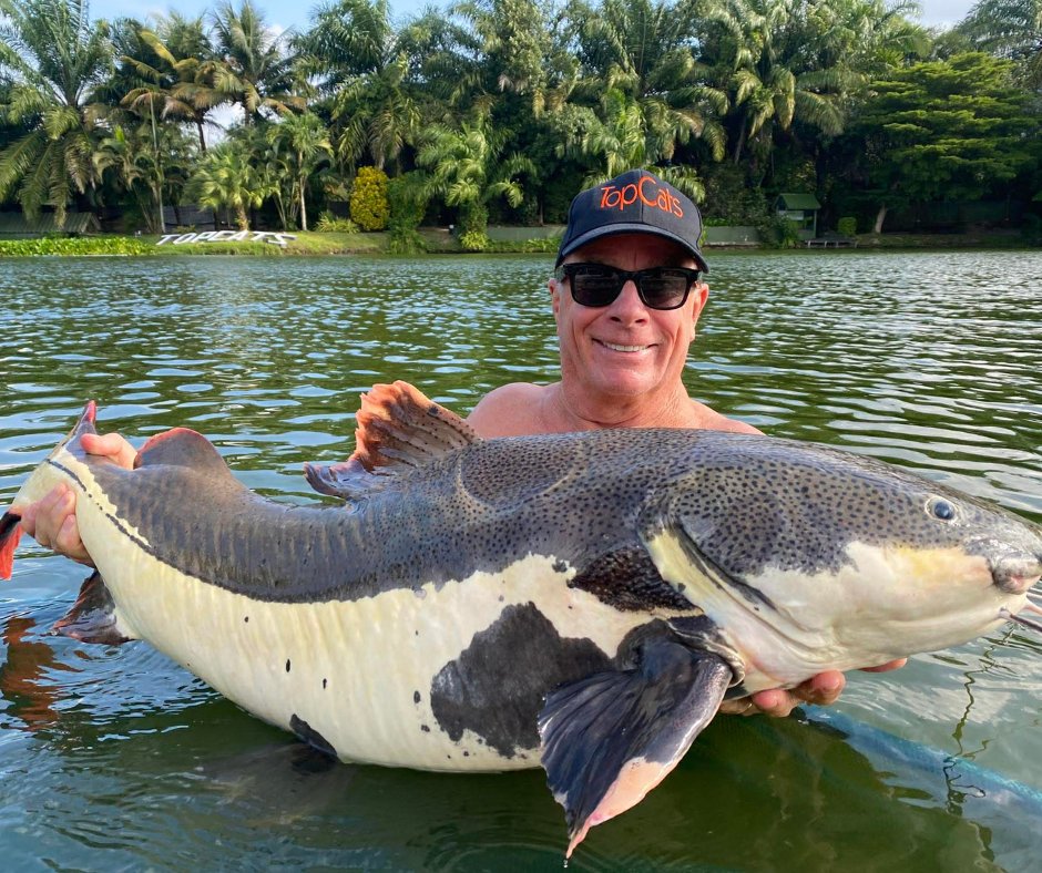 Species Spotlight: Giant Amazon Redtail Catfish 🐟

The Giant Amazon Redtail Catfish is pure muscle from the first take to the final lift. Known for its explosive power and stubborn attitude, this freshwater giant tests patience, strength, and nerve.

#TopCatsFishingResort