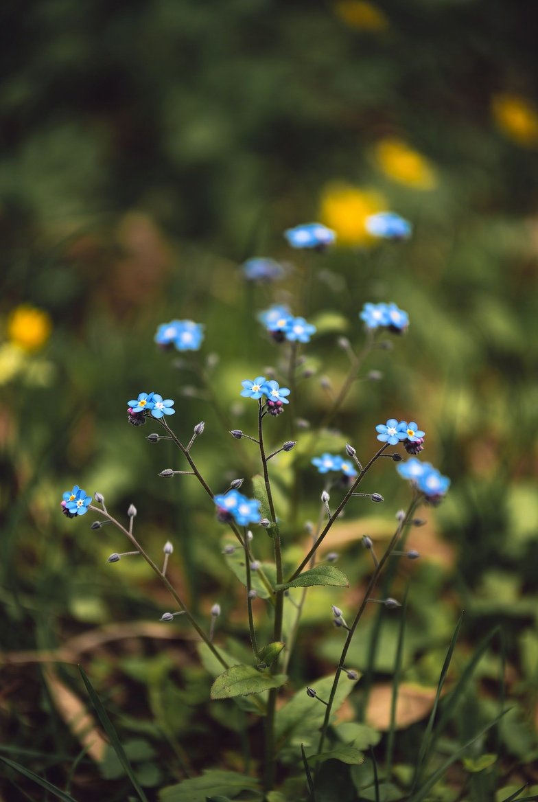 40600フォロワー様、再達成致しました🌟感謝です🙏ありがとう

私は、お花、sports全般、AIart生成が好きなので、このジャンルに興味がある方と、繋がれたら嬉しいです🙏🙏宜しくお願いします🙇‍♀️🙇‍♀️

#憩いの泉 
 #土日はフォロワーさんが増える