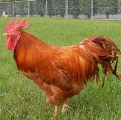 saneoga's tweet image. 柔らかい犬 👮