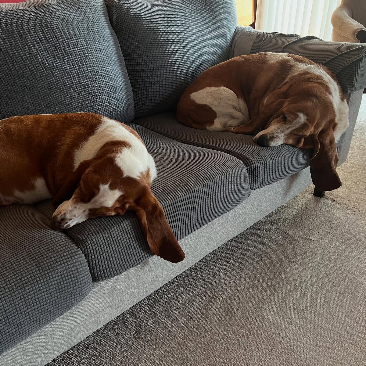 CarlosMerritte's tweet image. Great Photography 💖💖
#BassetHound #HoundLife #BassetLove #BassetPaw #DogsofTwitter #BassetHoundLoverUSA