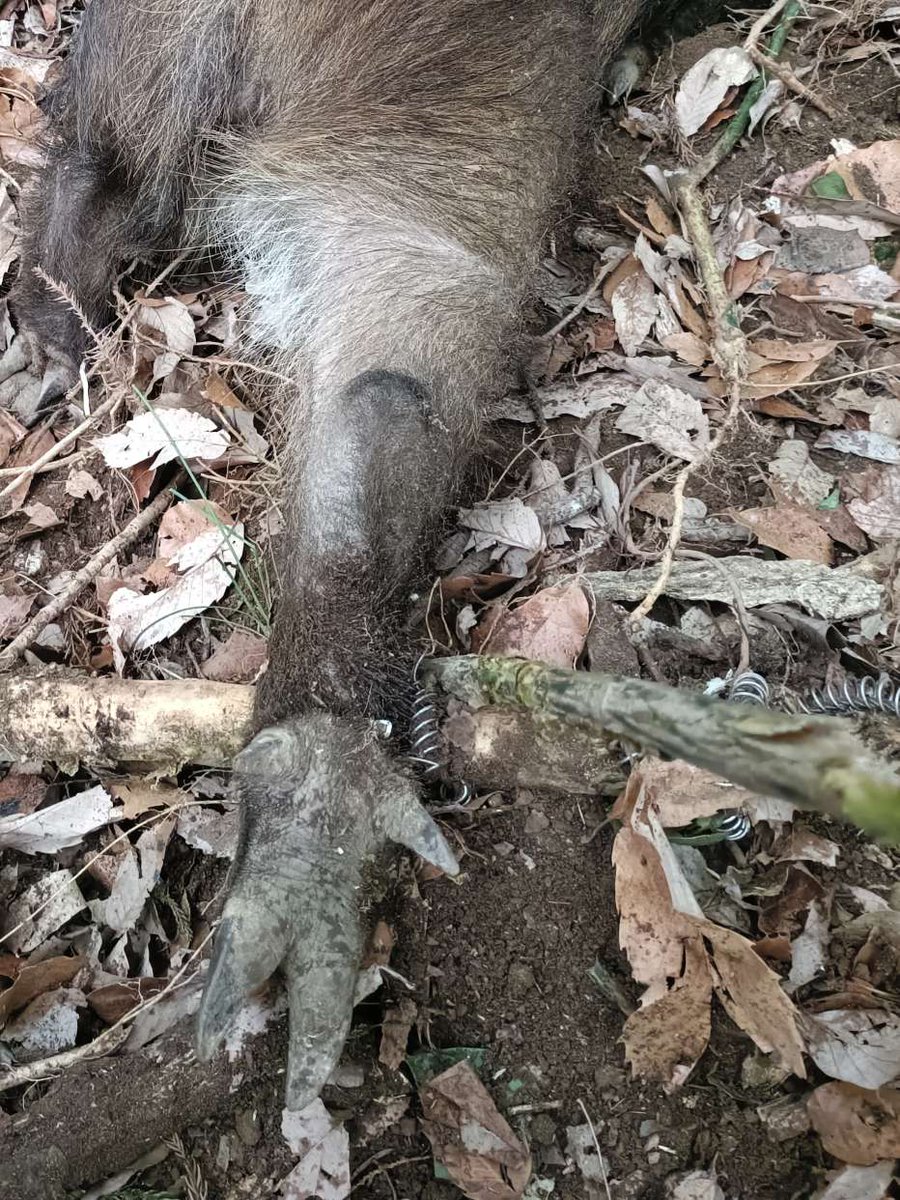 柿たぬき (@persimmonracdog) / Posts / X