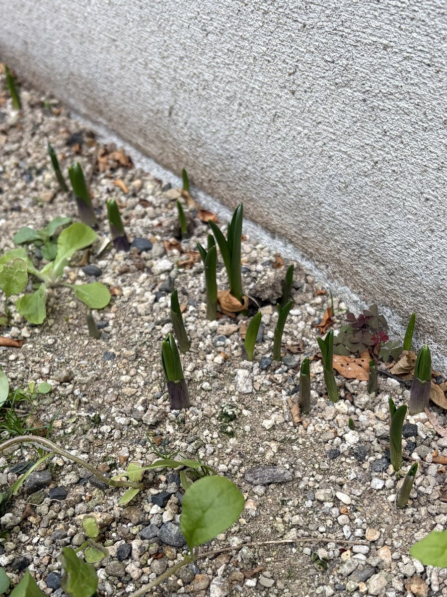 Bigchief010's tweet photo. 植物もそろそろの春を感じだしているであろう時期になった。
本日、京都高野の「わからん屋Ⅱ」でソロでのライブです。
午後7時開演。
僕も含め4組出られますが、僕は何時からやろ。 https://t.co/HKV99Fc4nk