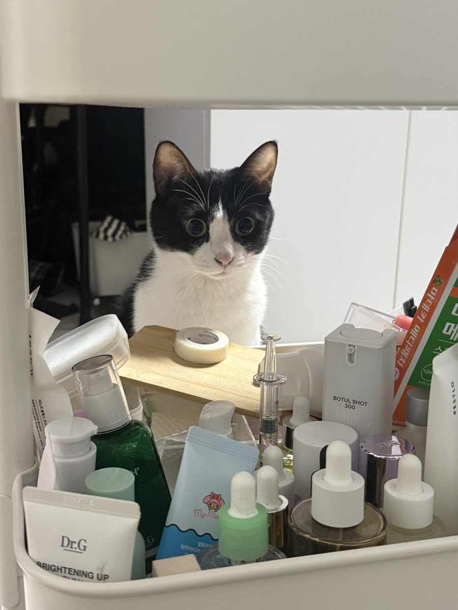 suiji33's tweet image. 이게 맞음 우리 고양이 나 어디갈 때마다 따라와서 감시함 근데 옆에는 와주지않음 두발 멀리서 안 보는 척 감시 함