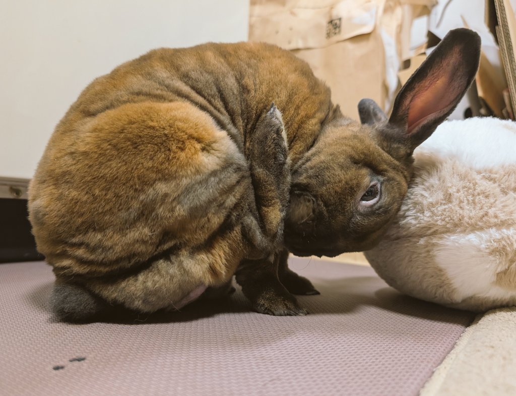 足裏気になりうさぎ