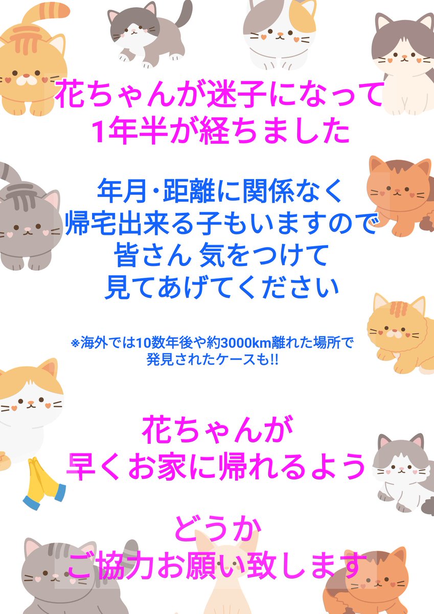 🐱花ちゃん

'24年 4/11 神奈川県横浜市金沢区富岡東より迷子に

麦わら猫(茶系キジトラ)さん
4歳
まっすぐカットの耳と長くてしましまでグレーのしっぽが特徴的です

目撃した･保護されている等どんな些細なことでも
👇飼い主様まで連絡お願いします🙏

#猫好きさんと繋がりたい
#迷子猫
#迷い猫
